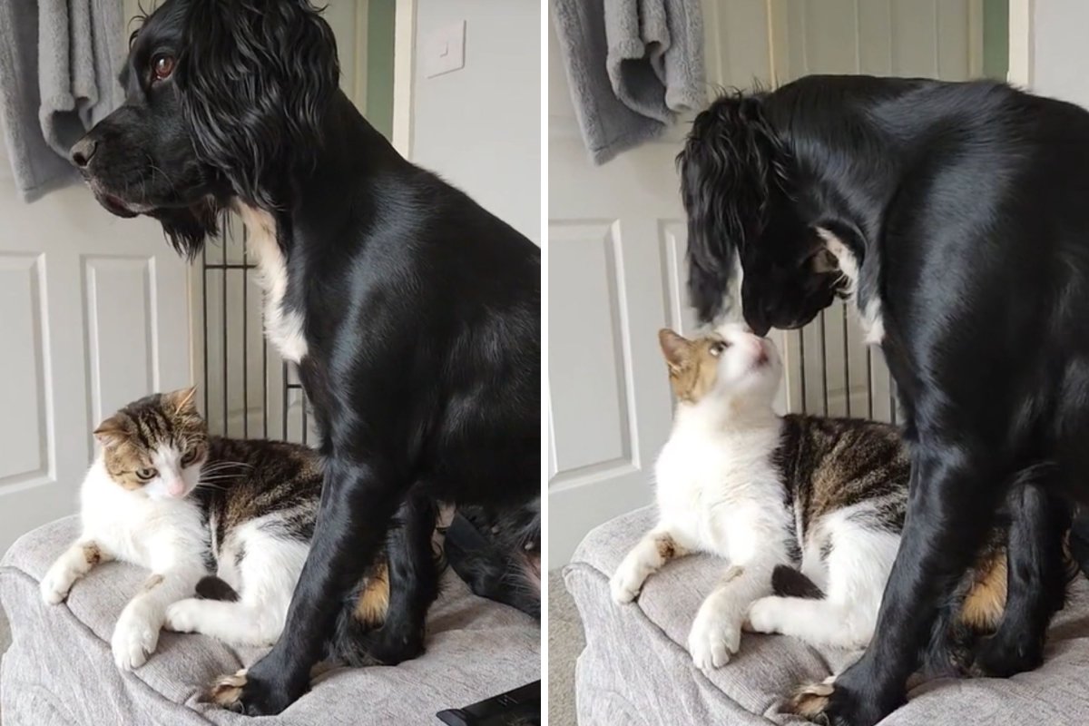 Cat debates biting dog