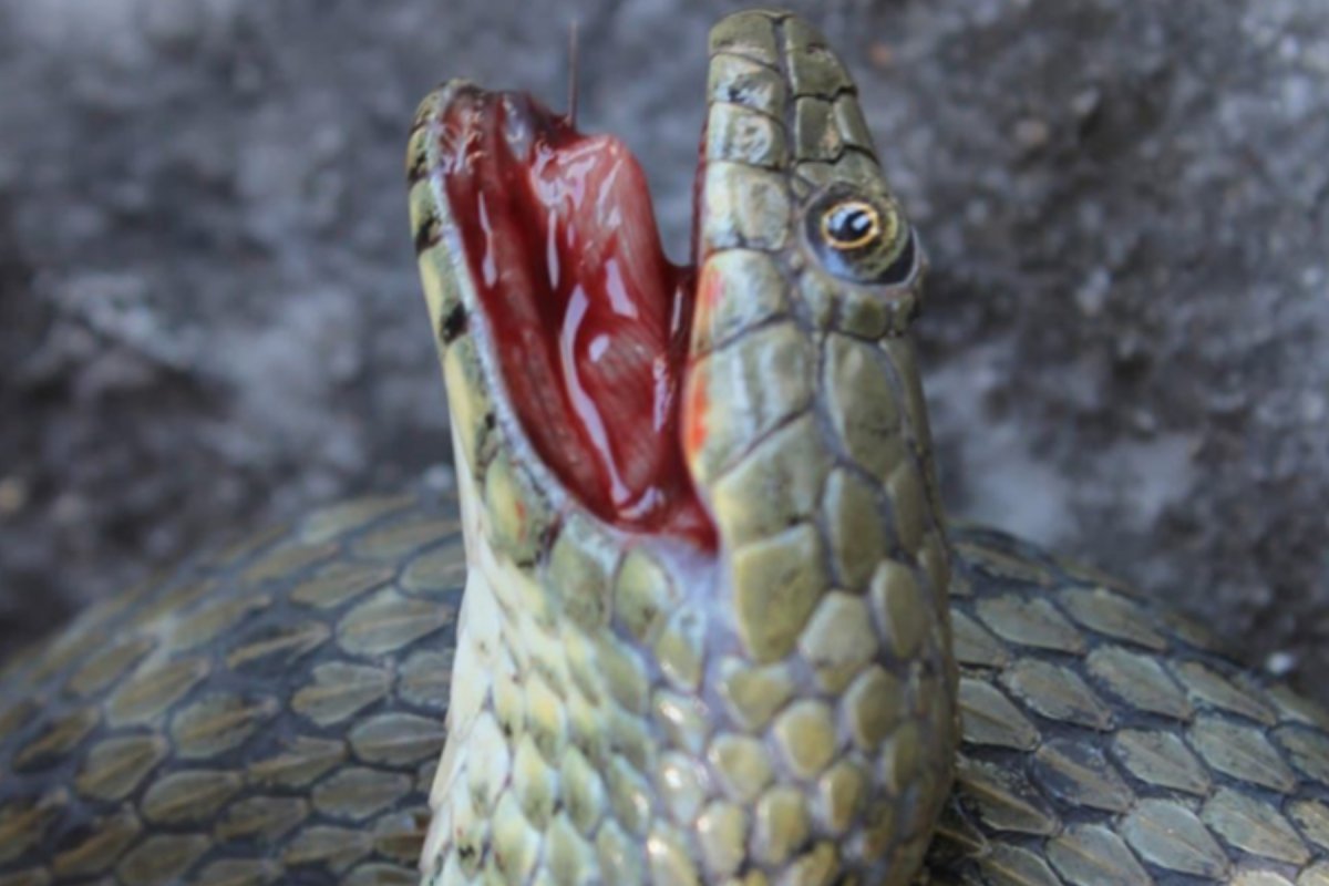 snake dead blood mouth