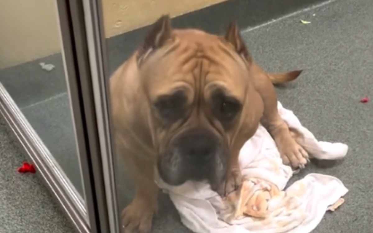 Un chien de refuge « triste et inquiet » après avoir été adopté et rendu en une semaine
