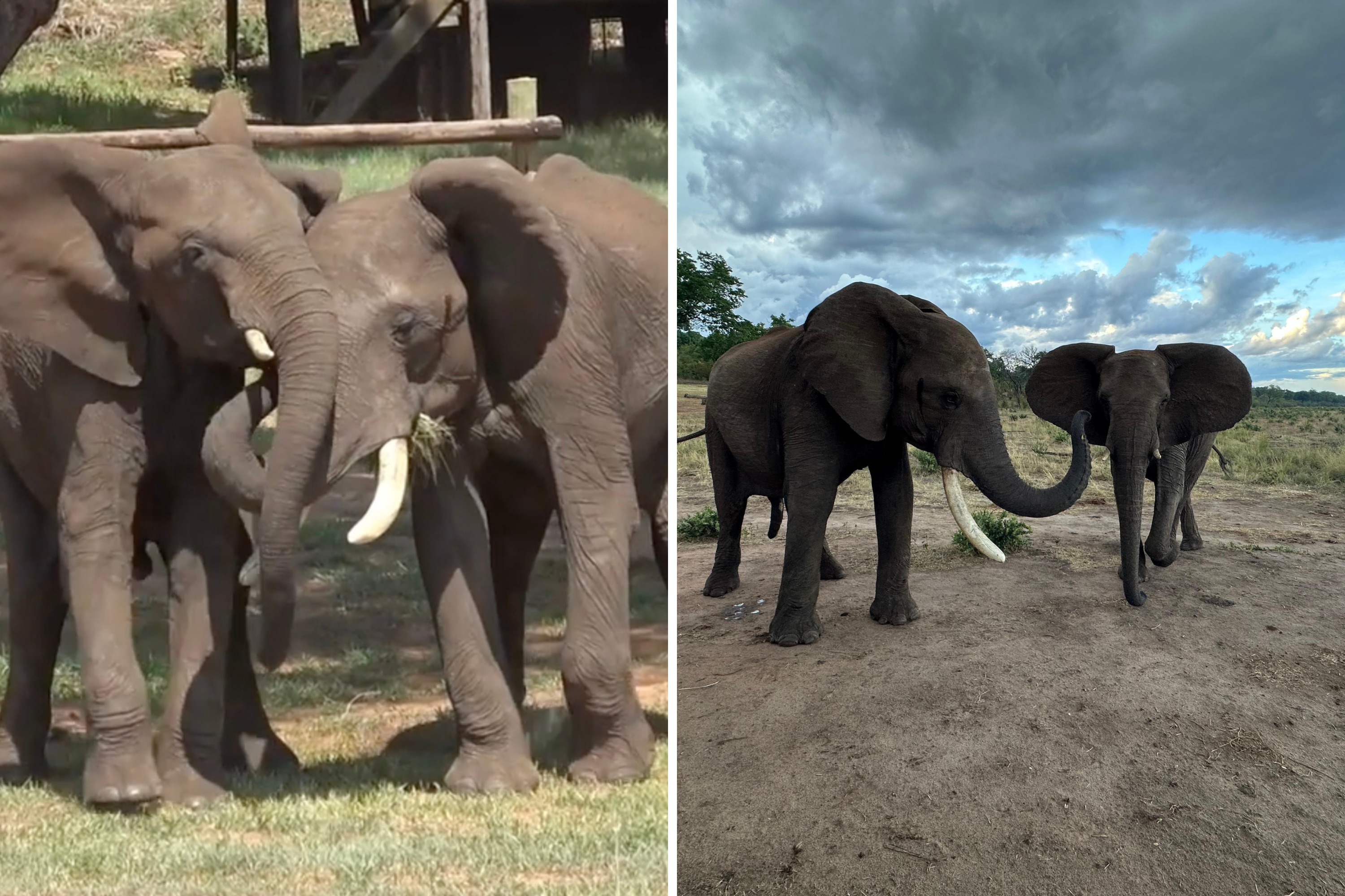 Les éléphants utilisent leurs excréments pour dire bonjour