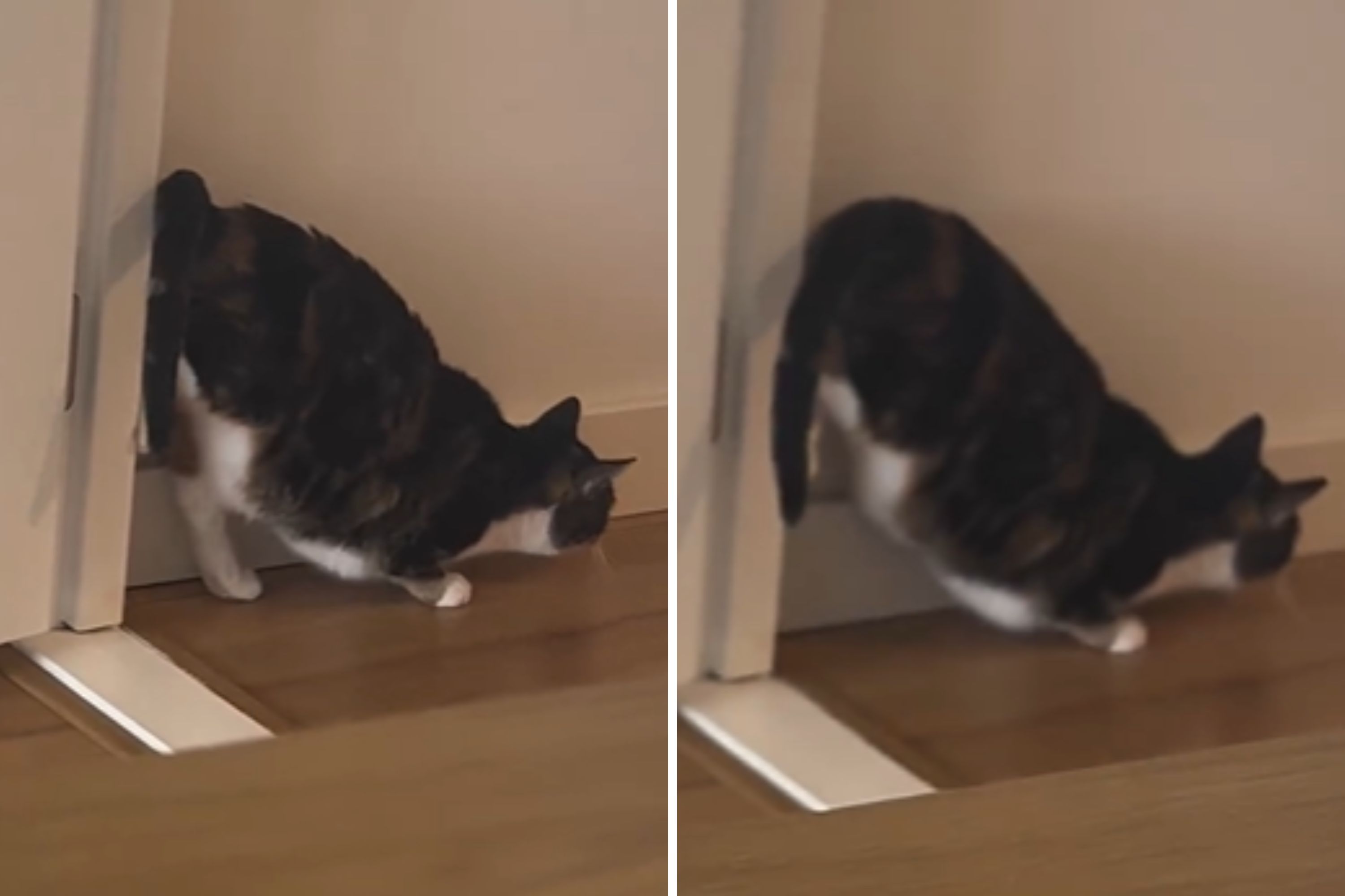 Cat Hilariously Warms Up Engine for Maximum Zoomie Speed - Newsweek