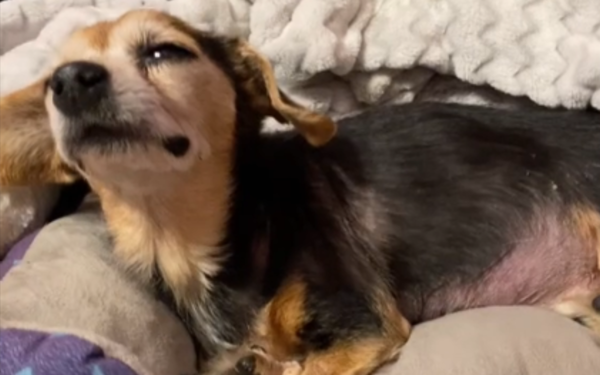 Daisy had been struggling with terminal illness.