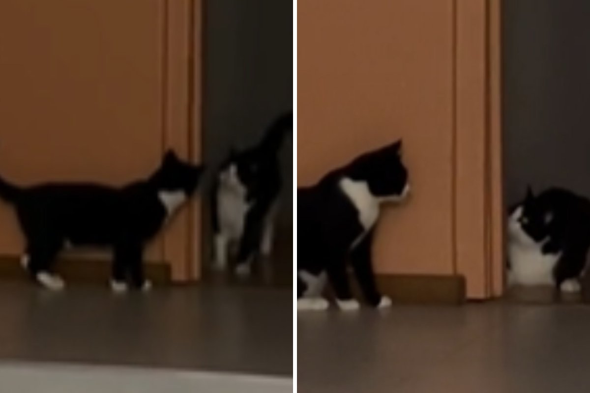 Cat teaches brother to play