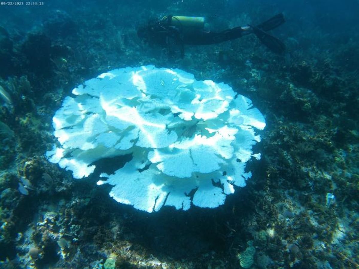 Coral bleaching 