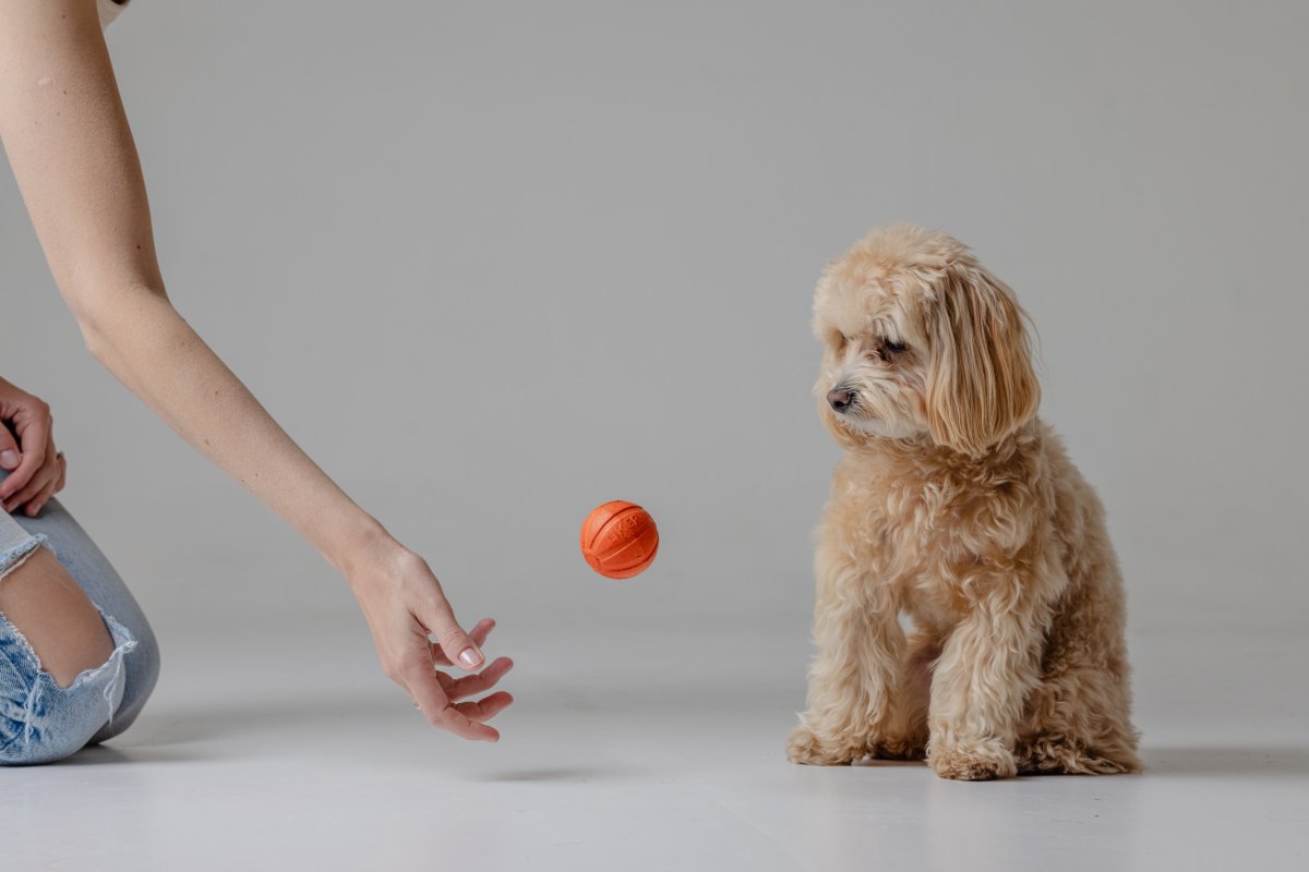 dog doesn't know what toys are