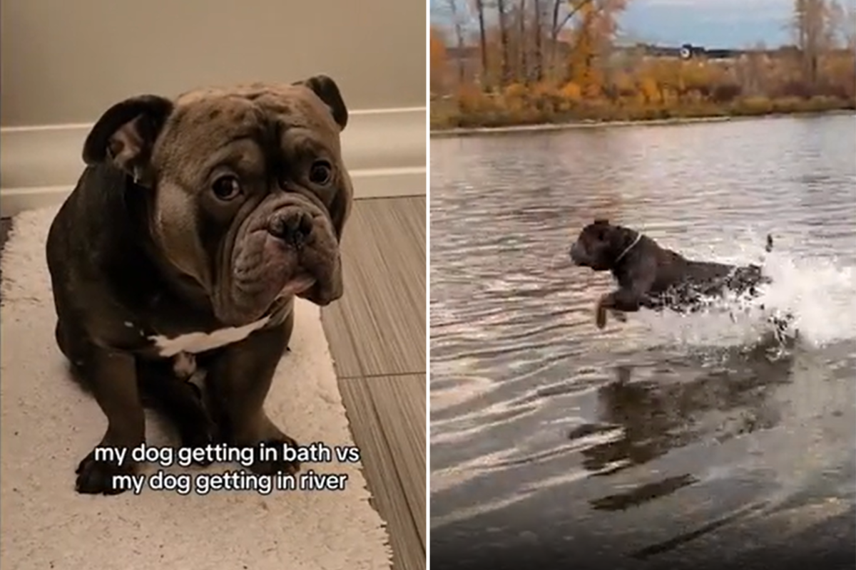 Dog's reaction to bath and river