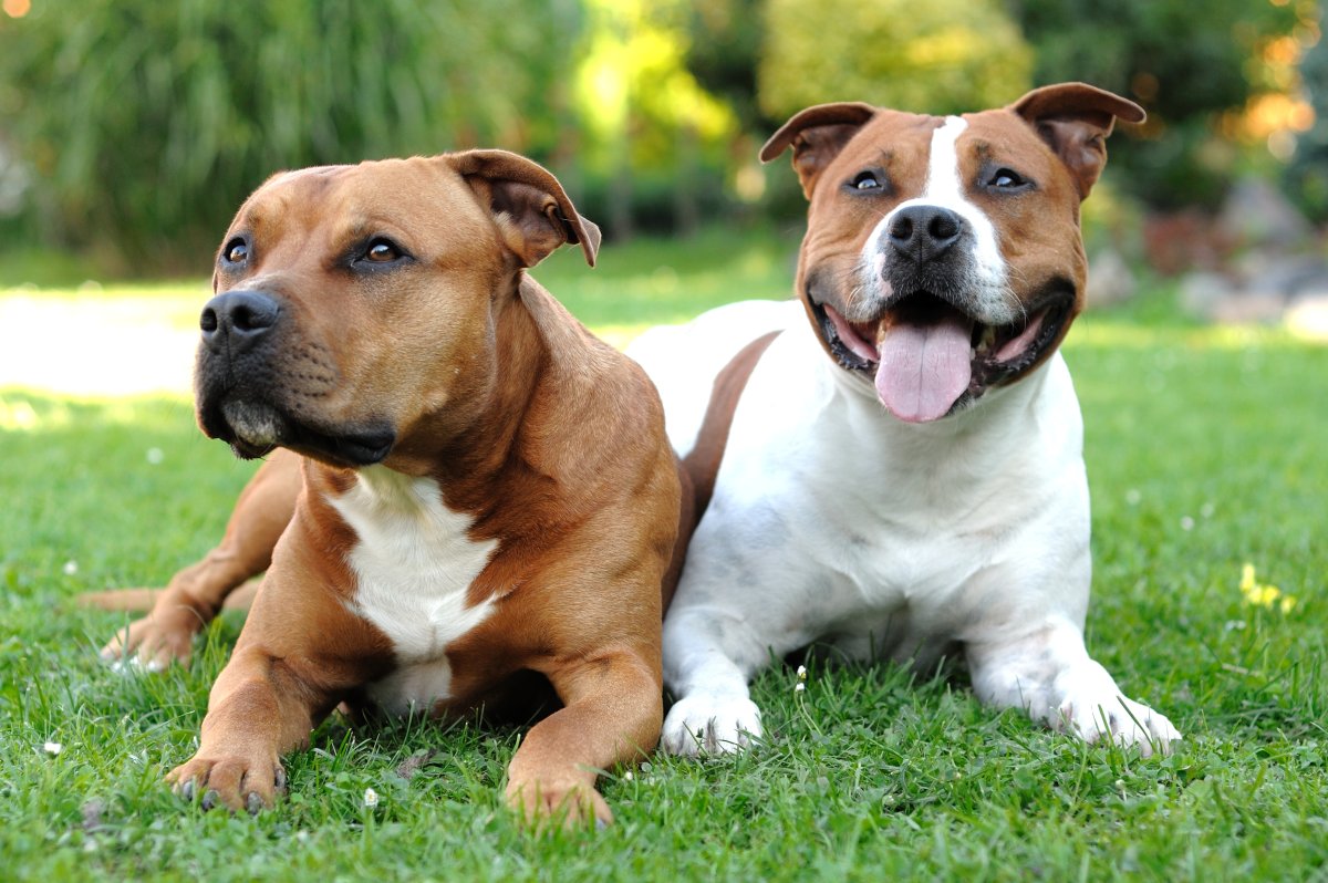 Pit Bull dogs