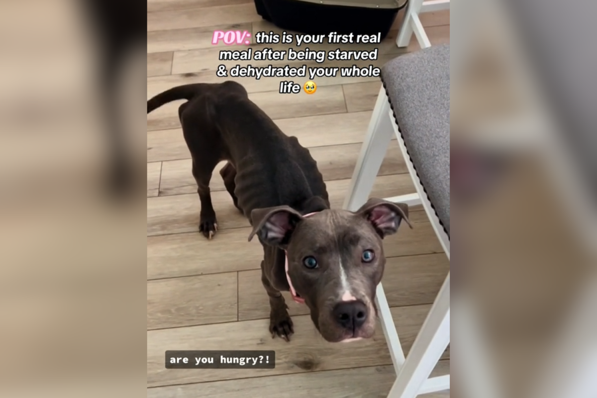 Athena the dog