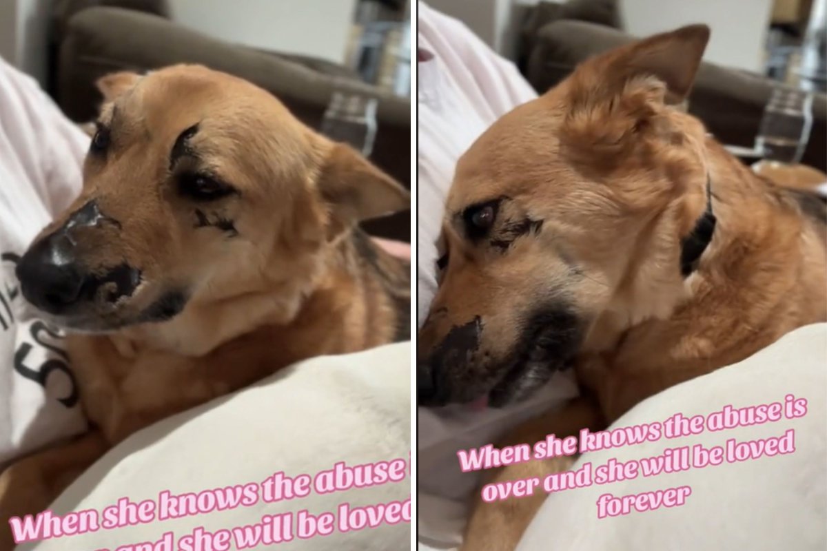 Dog doused in acid rescued