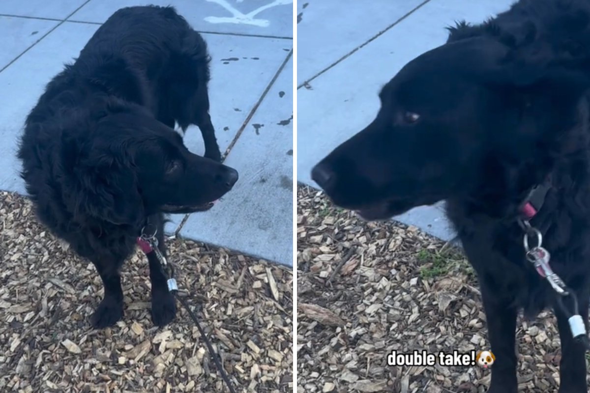 Dog does double take