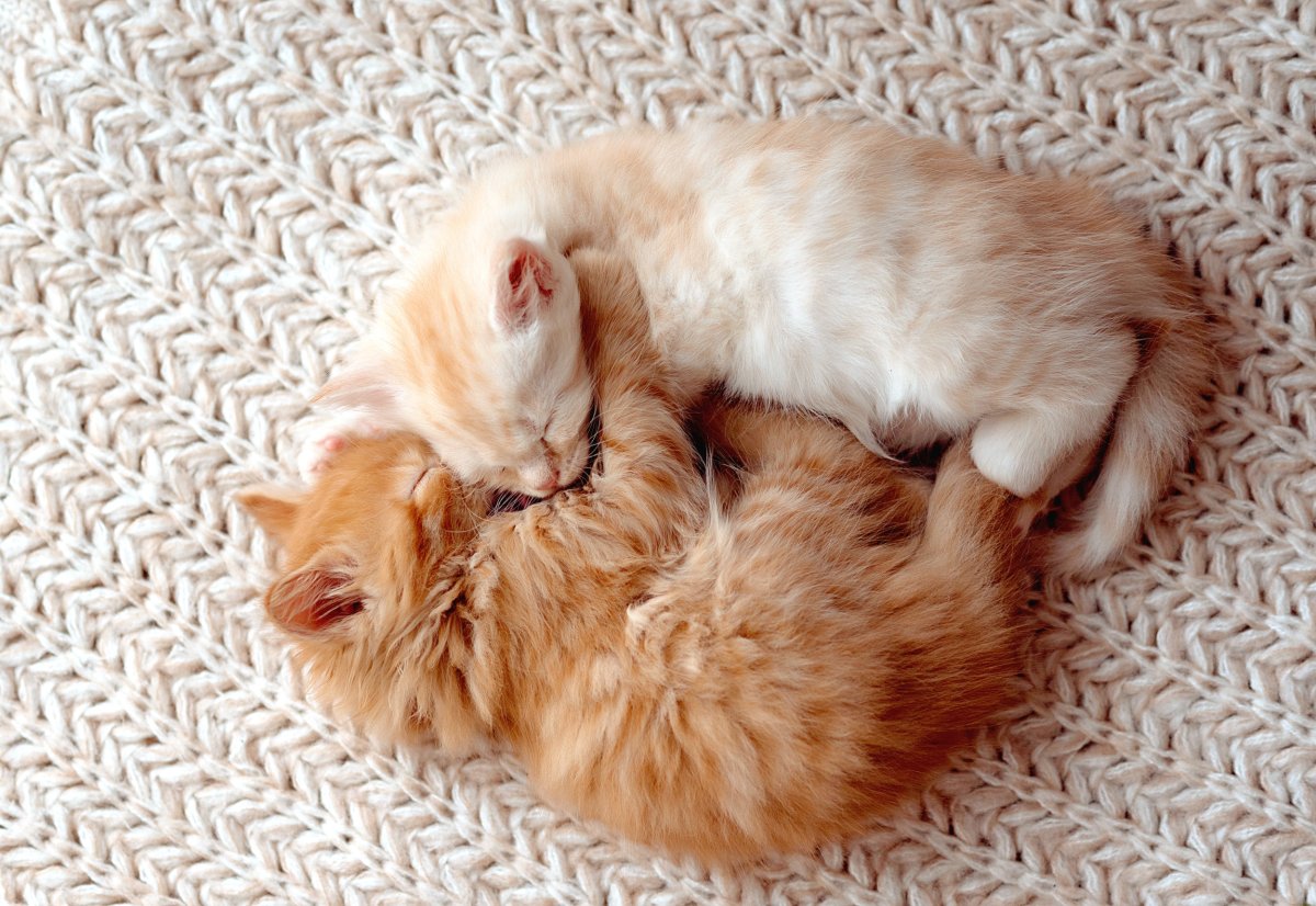 Cats hugging while sleeping together. 