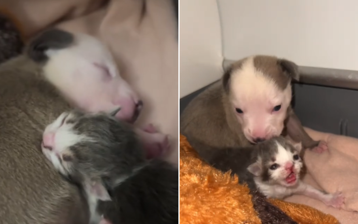 Possum the puppy and Kangaroo the kitten.
