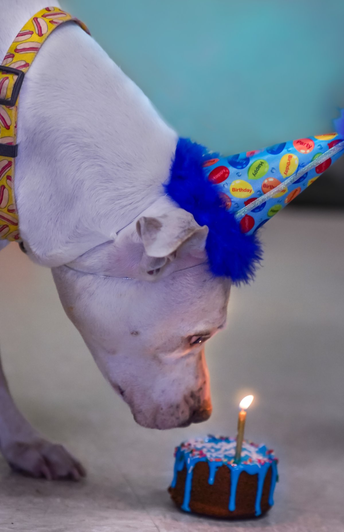 Dog birthday