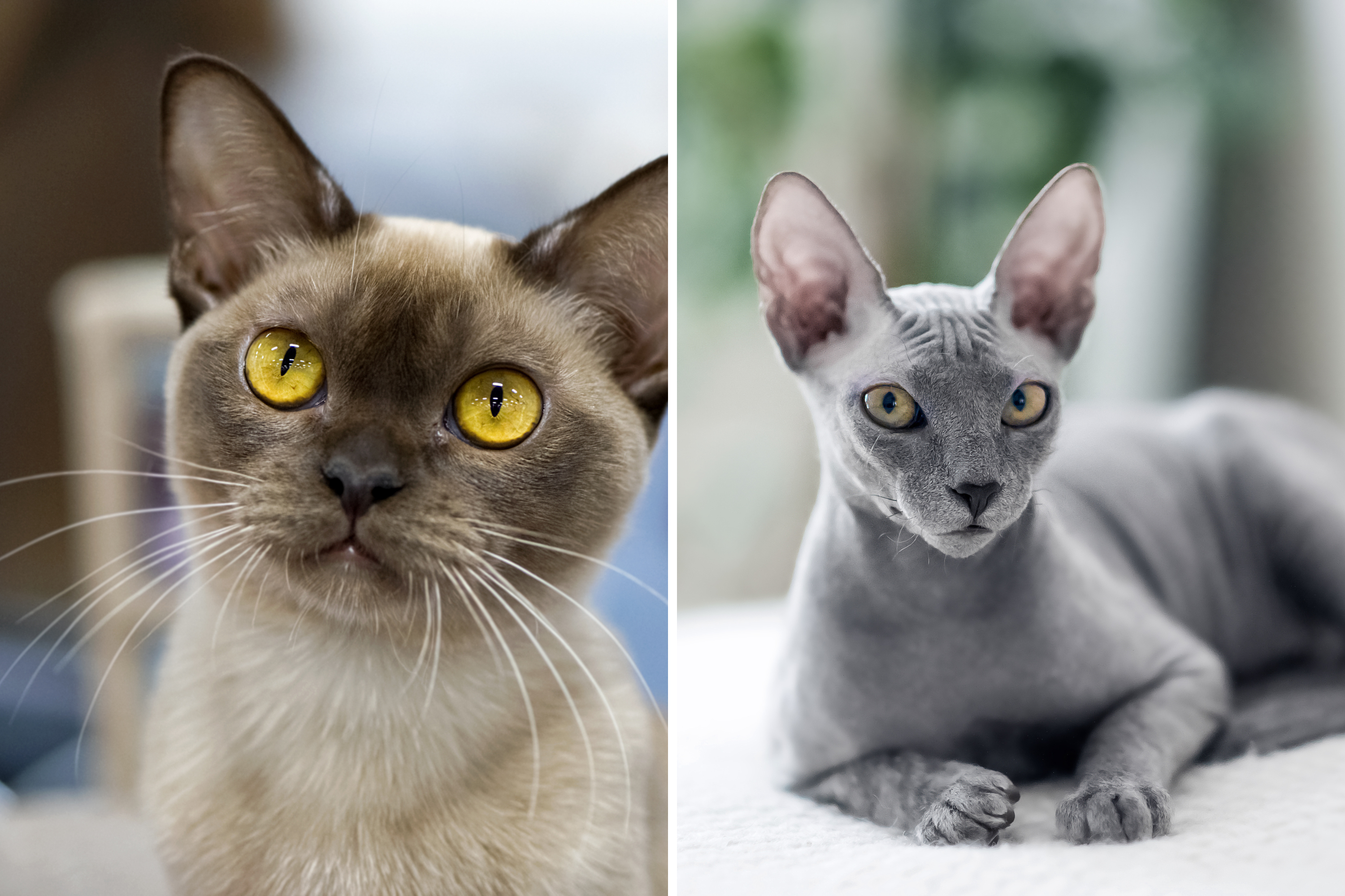 Des scientifiques révèlent quelles races de chats vivent le plus longtemps