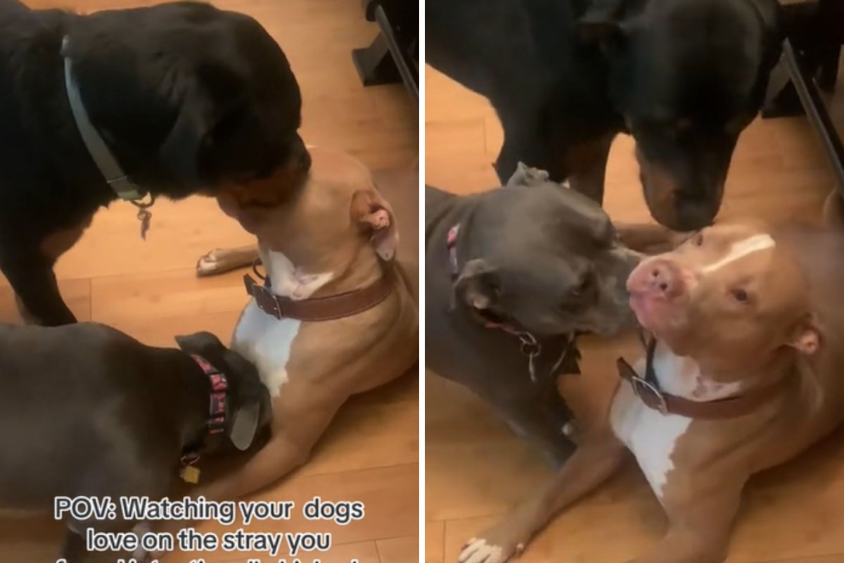 Dogs loving on stray rescue
