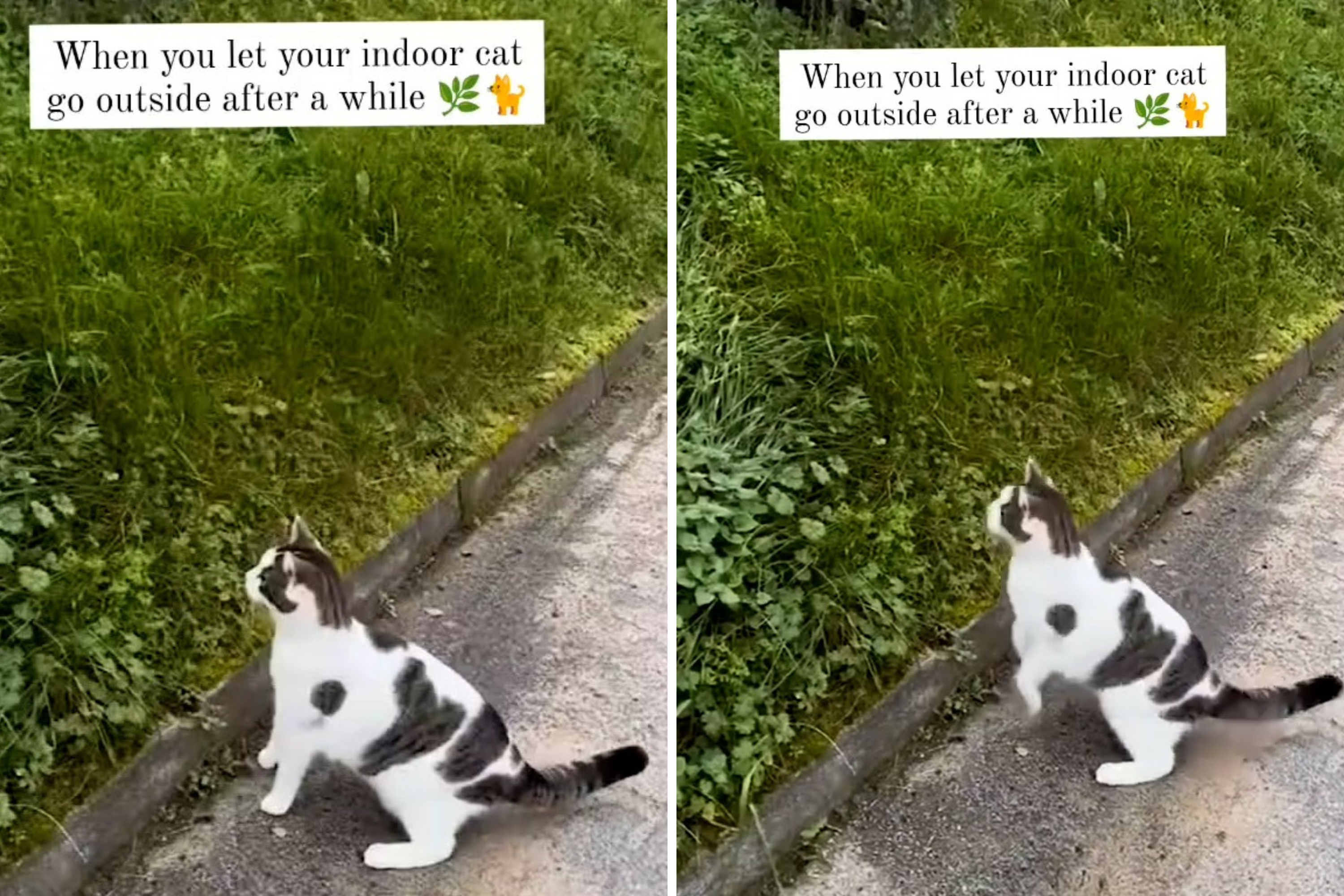 Moment Indoor Cat Goes Outside Has Internet in Stitches Tried His Best Newsweek