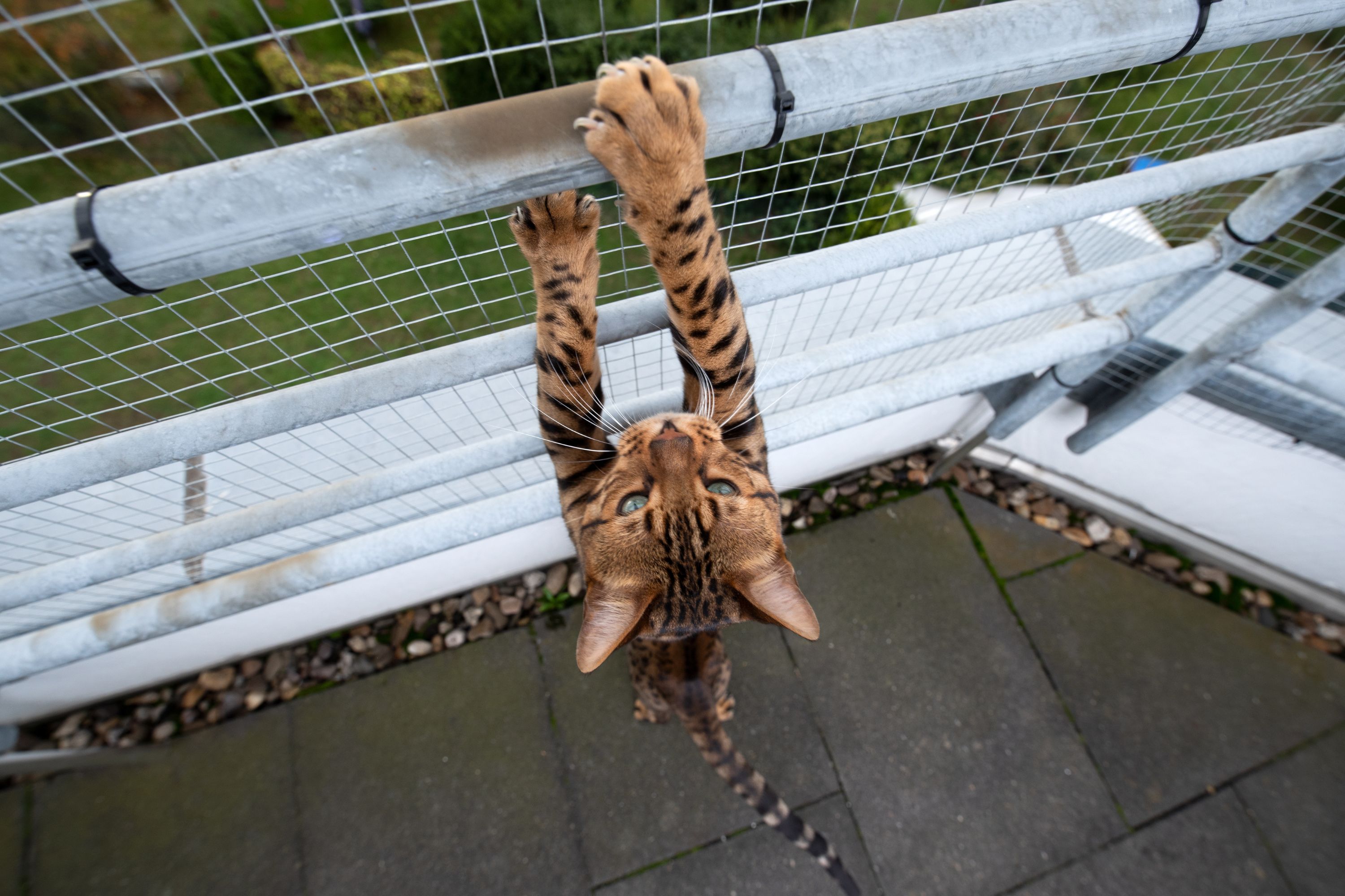 Owner Installs Unescapable Fence Rollers Cats Have Other Plans Newsweek