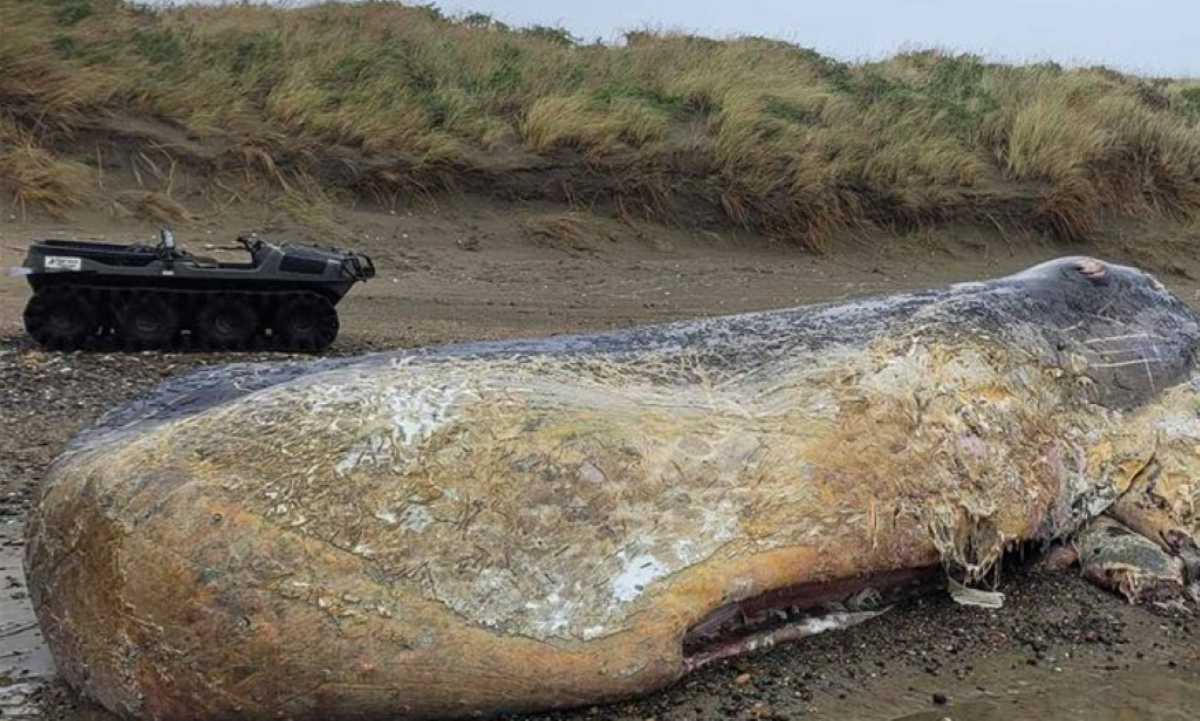Beached whale’s jawbone cut off with chainsaw