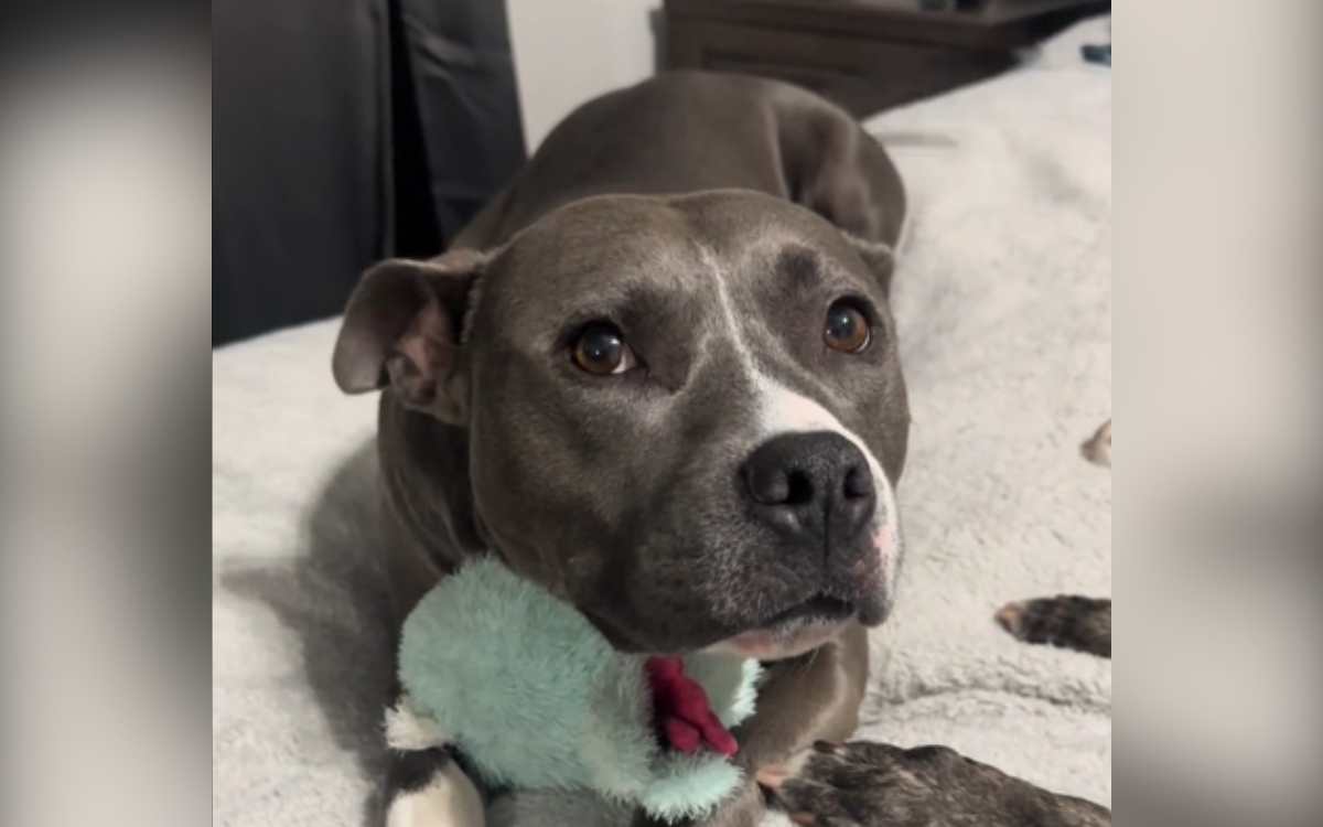 A rescue dog who was surrendered.