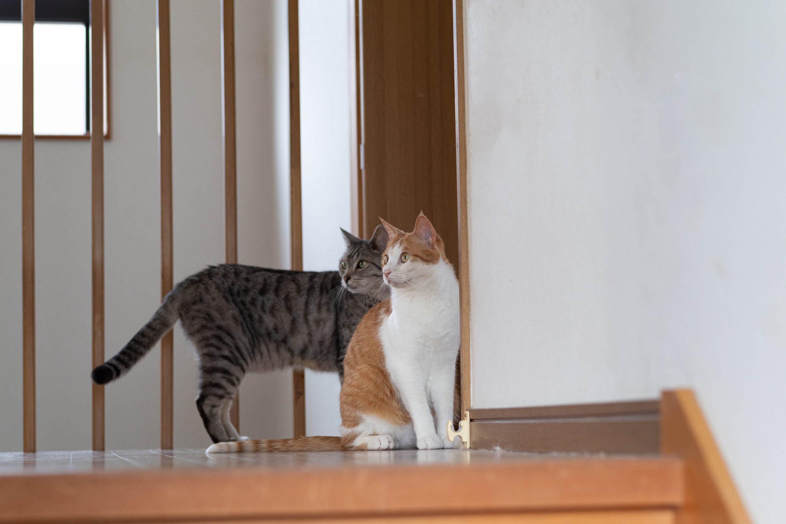 Cats Saunter Into Room After Owner 'In Tears' for Hours Searching for ...