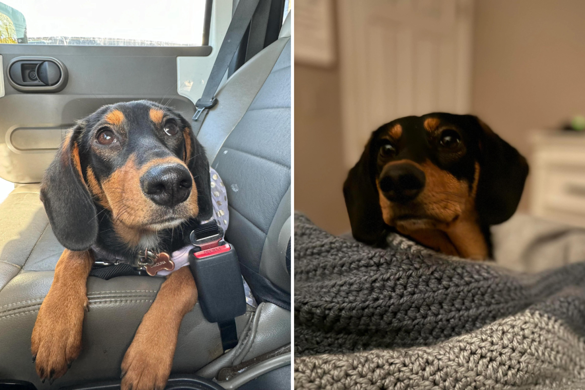 Carolina the dog