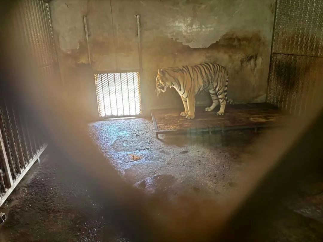 20 tigres meurent dans un zoo de Chine orientale, selon une enquête