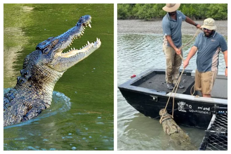 ‘He Put Up a Fair Fight’: 13-Foot Crocodile Attacks Houseboat