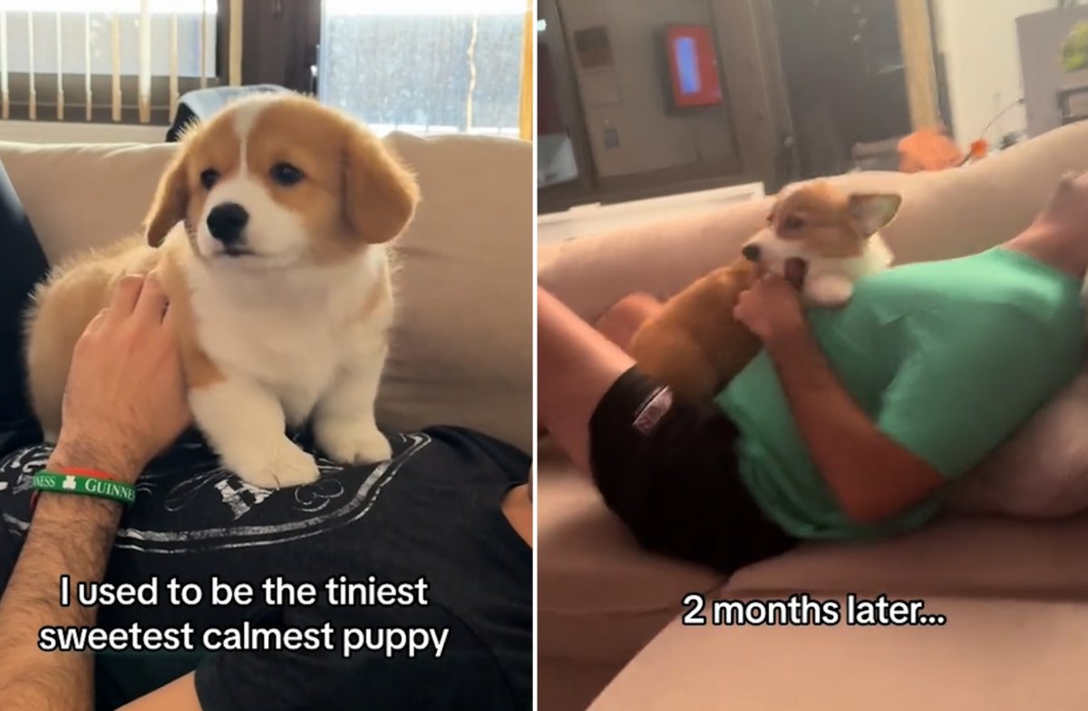 A puppy laying on man on sofa.