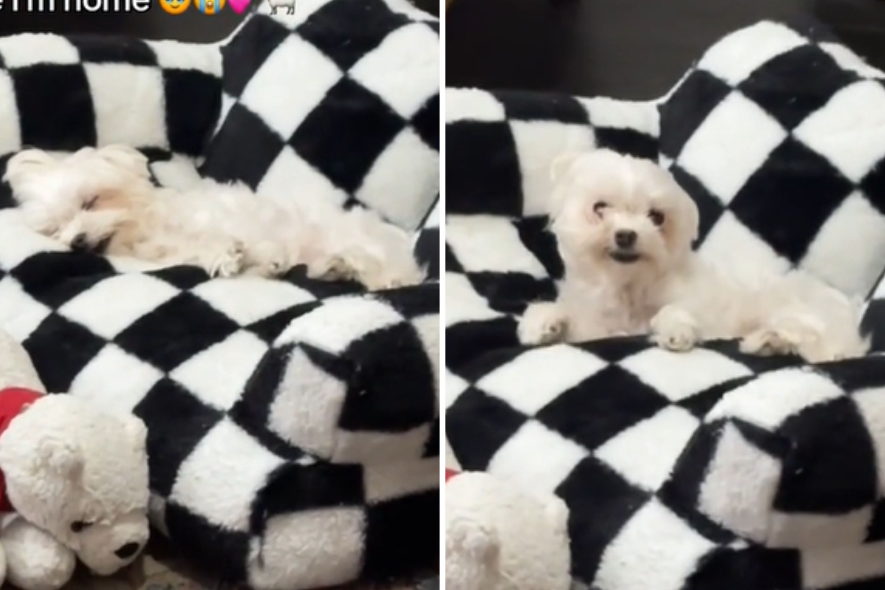 Senior Dog’s Heartwarming Reaction to Owner’s Return: ‘Every Day Brings Tears of Joy’ Senior Dog’s Heartwarming Reaction to Owner’s Return: ‘Every Day Brings Tears of Joy’