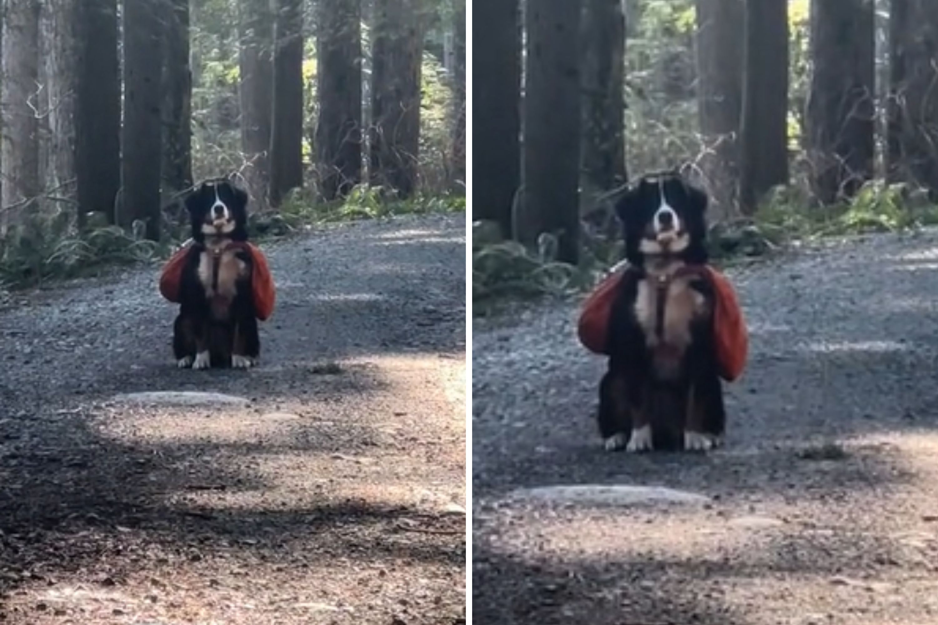 Dog Comes Up with a Plan as Hike Nears its End Dog Comes Up with a Plan as Hike Nears its End