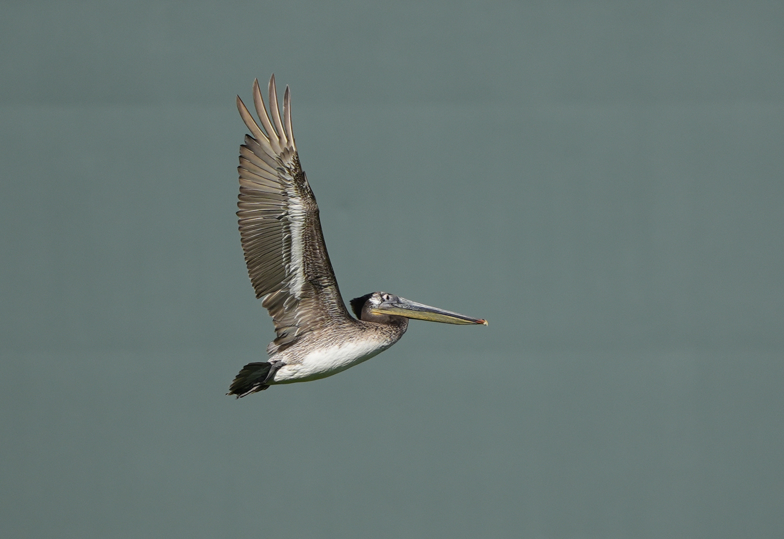 Mystery as 180 Pelicans Get Seriously Ill