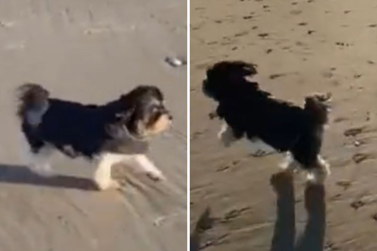 Dog runs beach