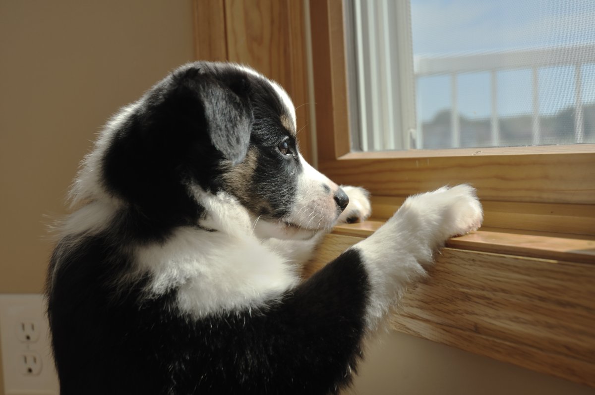 Dog