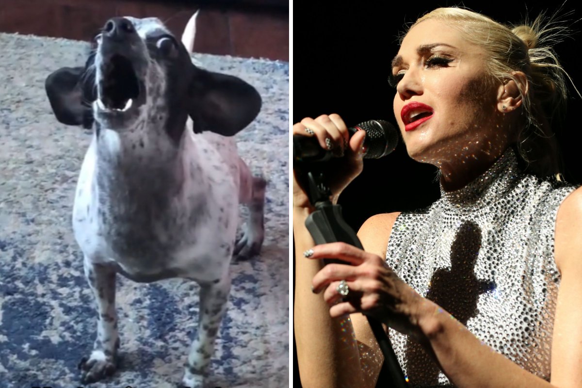 Dog sings Gwen Stefani