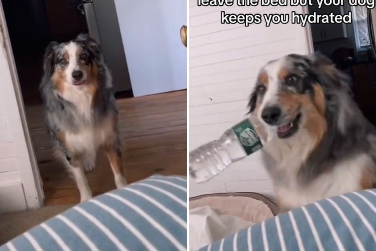 Dog gets water for owner
