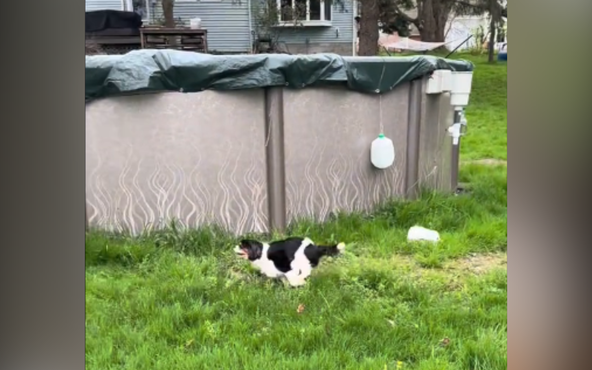 Tears at Foster Dog's First 'Zoomies' After Nearly 8 Years Living in
