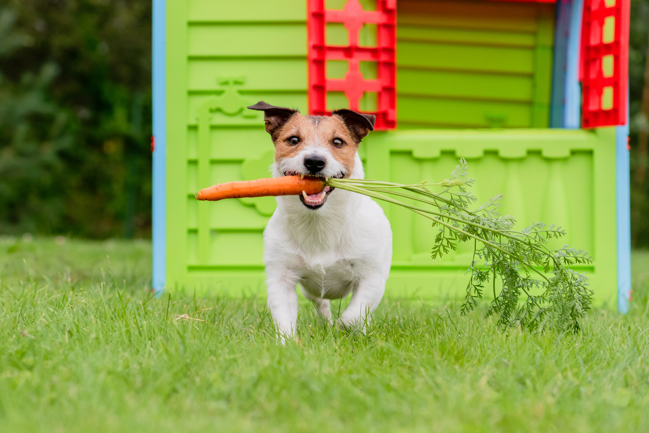 Des scientifiques démystifient l’affirmation selon laquelle les chiens sont « les plus sains » avec un régime végétalien