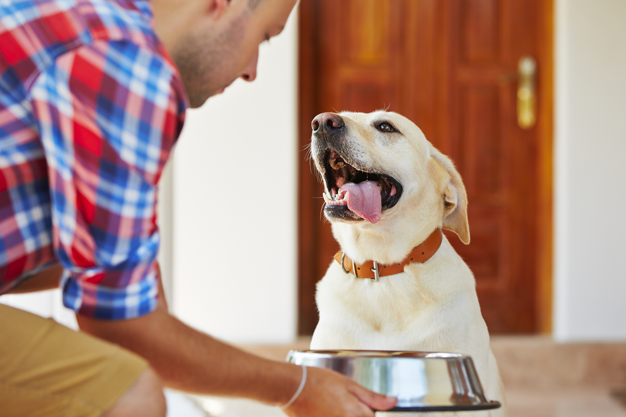 Boyfriend Spoils Partner's Dog, Leads to Ridiculous Expectation: 'Say When' - Vimarsana News