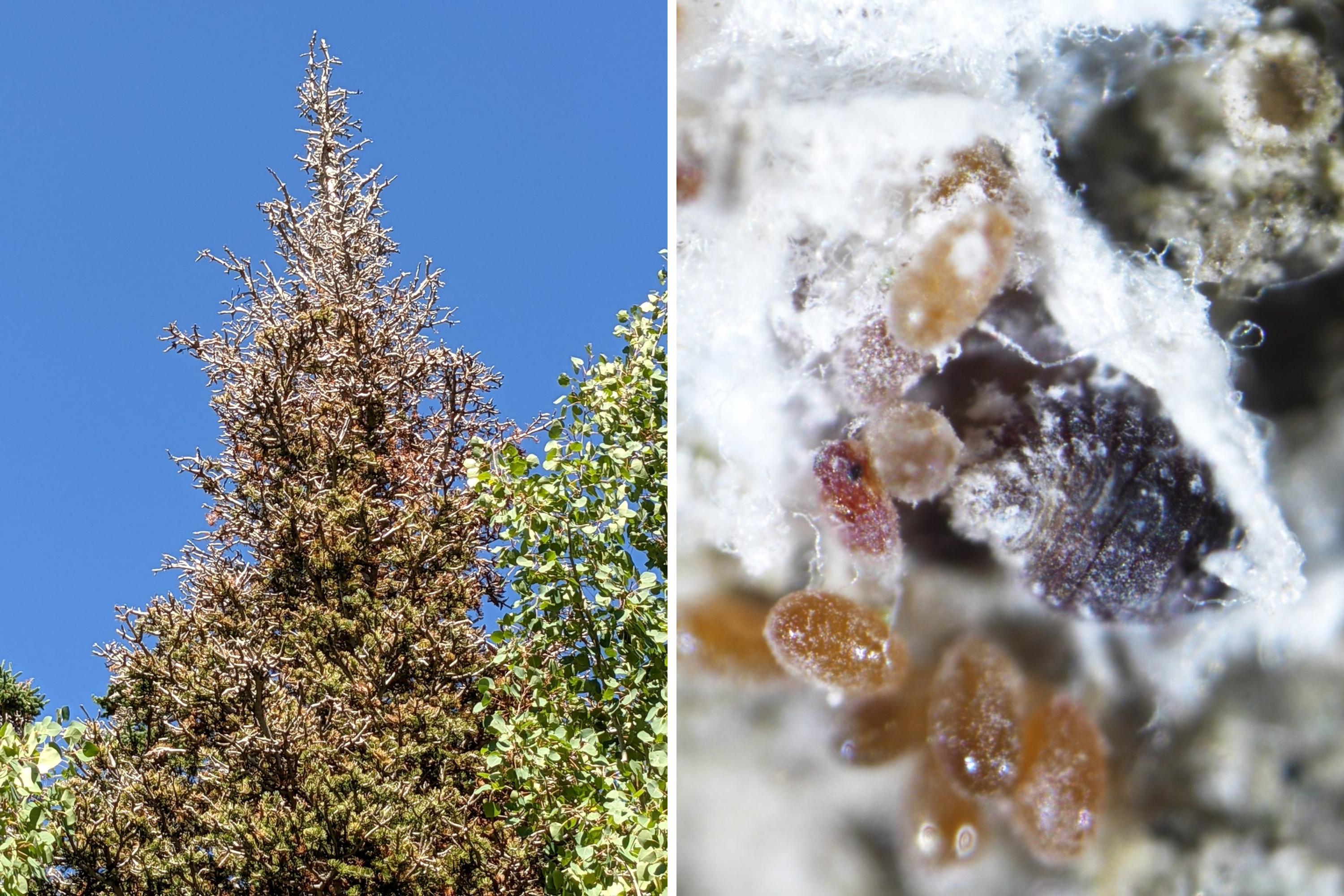 Fir tree and balsam woolly adelgid