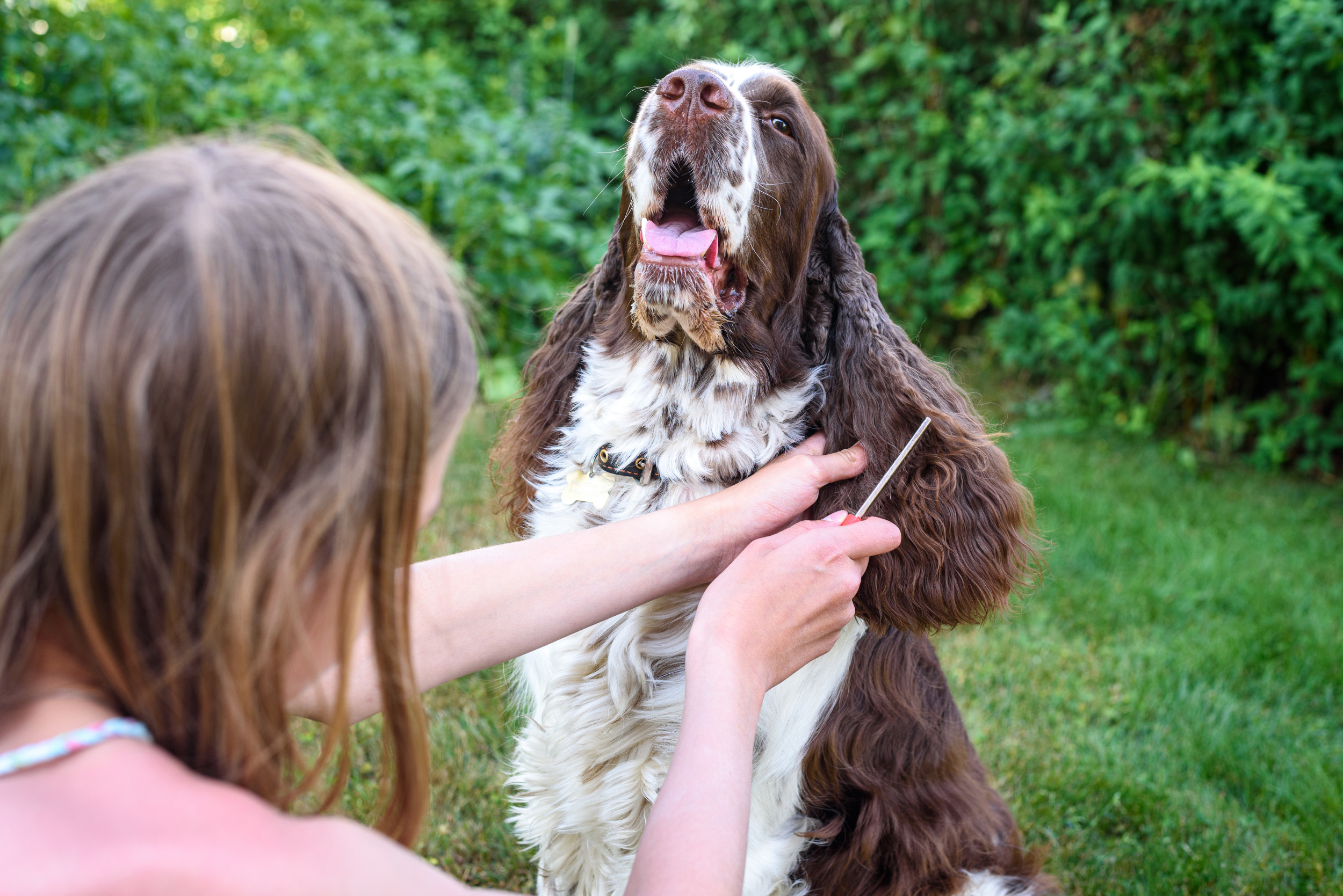 Man Overhears Groomer Talking About His Dog, Never Expects What Comes Next