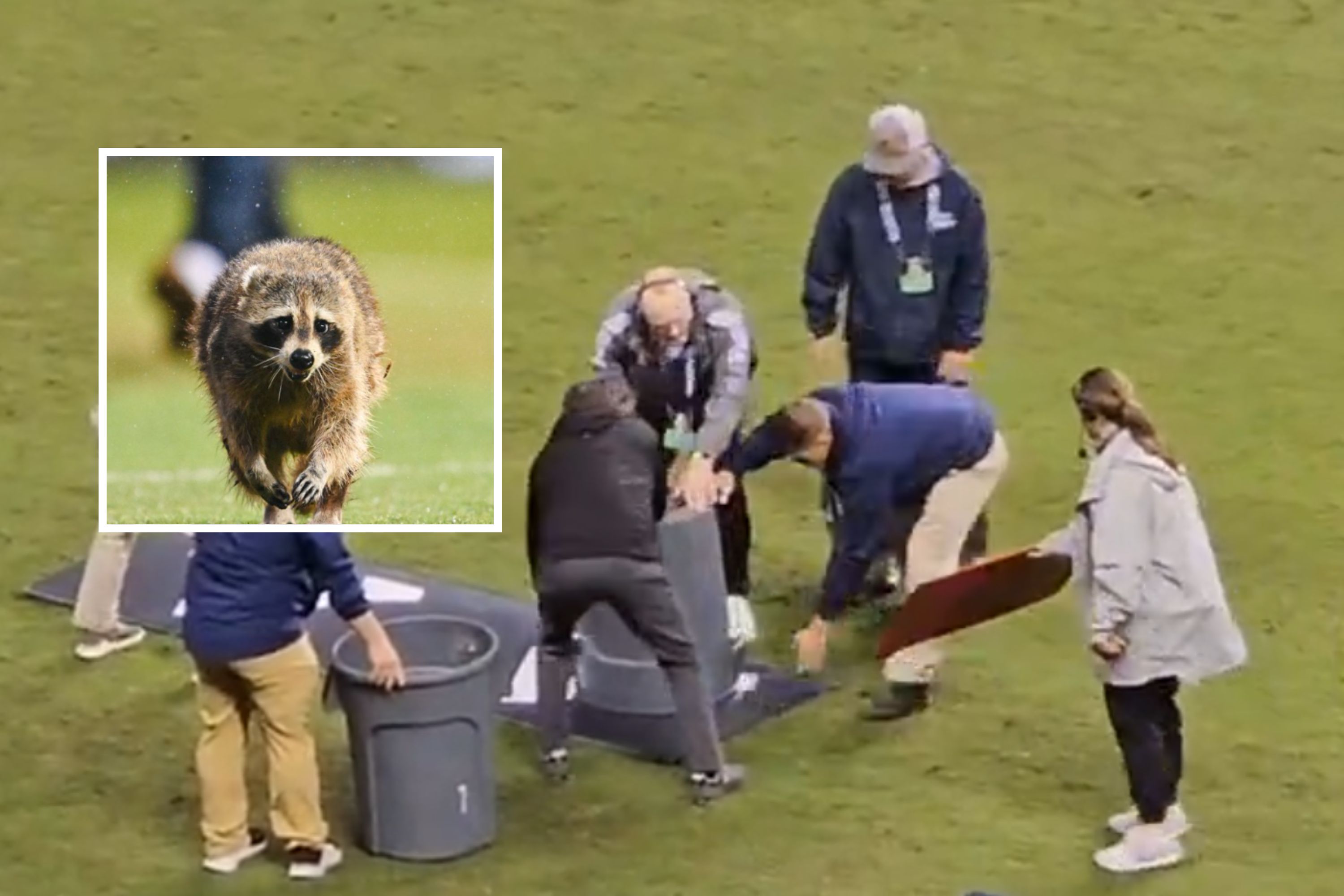 Raccoon Steals the Show During MLS Soccer Game in Wild Moment - Newsweek