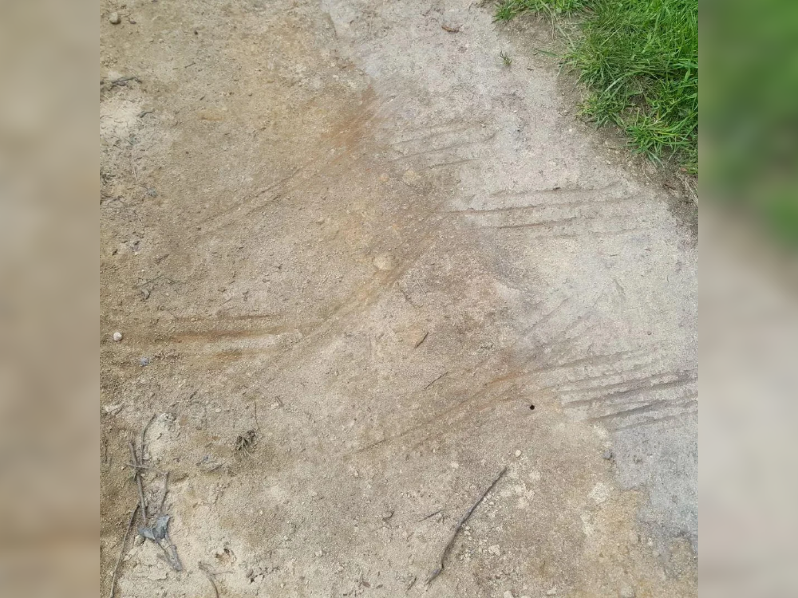 Discovery of Strange 'Scratch Marks' on Forest Path Sparks Discovery of Strange 'Scratch Marks' on Forest Path Sparks