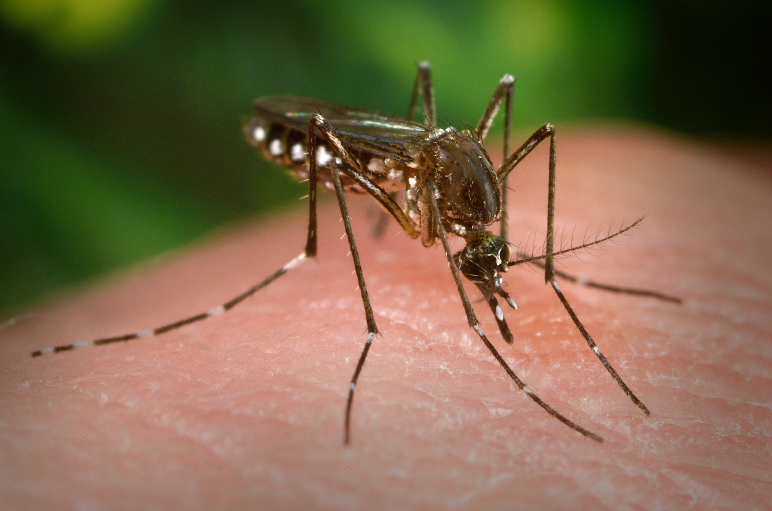 V jižní Kalifornii se vypustily tisíce komárů