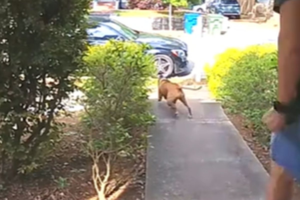 Boxer dog escapes