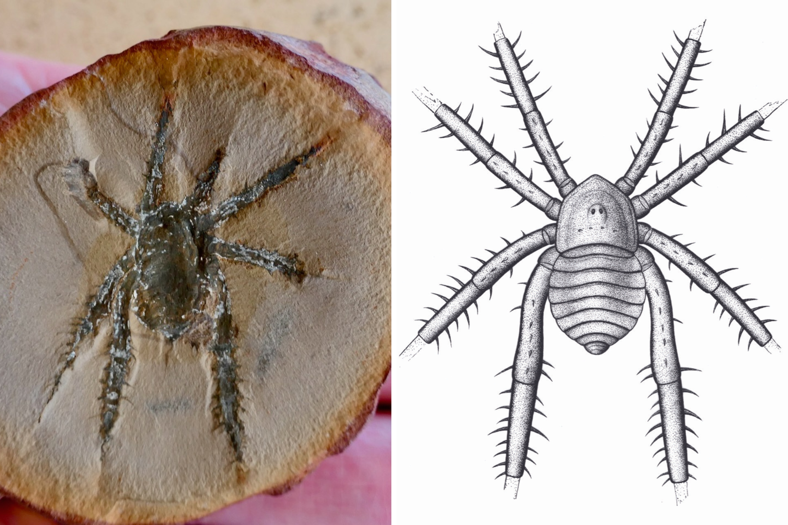 Découverte d’un arachnide préhistorique à pattes épineuses de l’Illinois