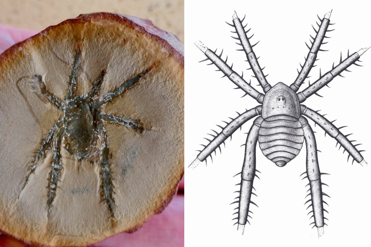 'Unlike Any Other': Prehistoric Illinois' Spiny-Legged Arachnid ...