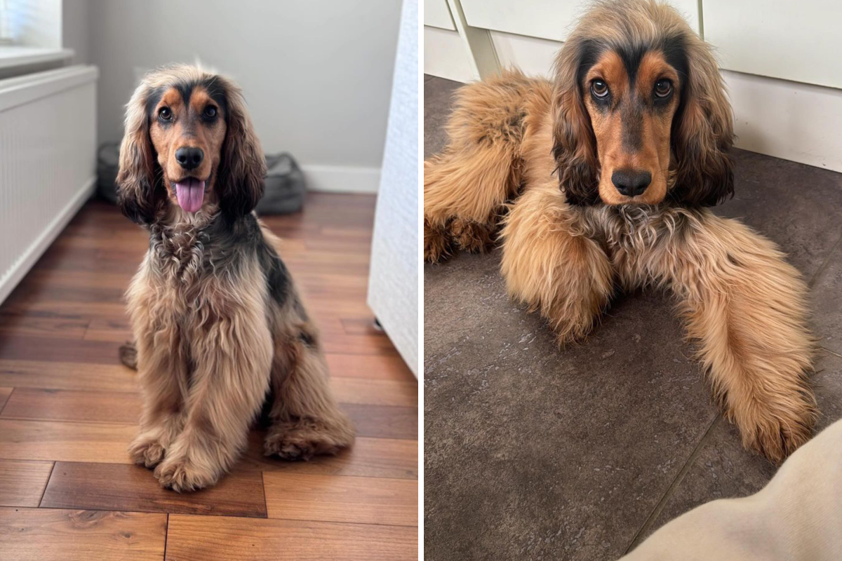 Dog Has Heartbreaking Reaction to Thinking His Owner Is Hurt: 'Help ...