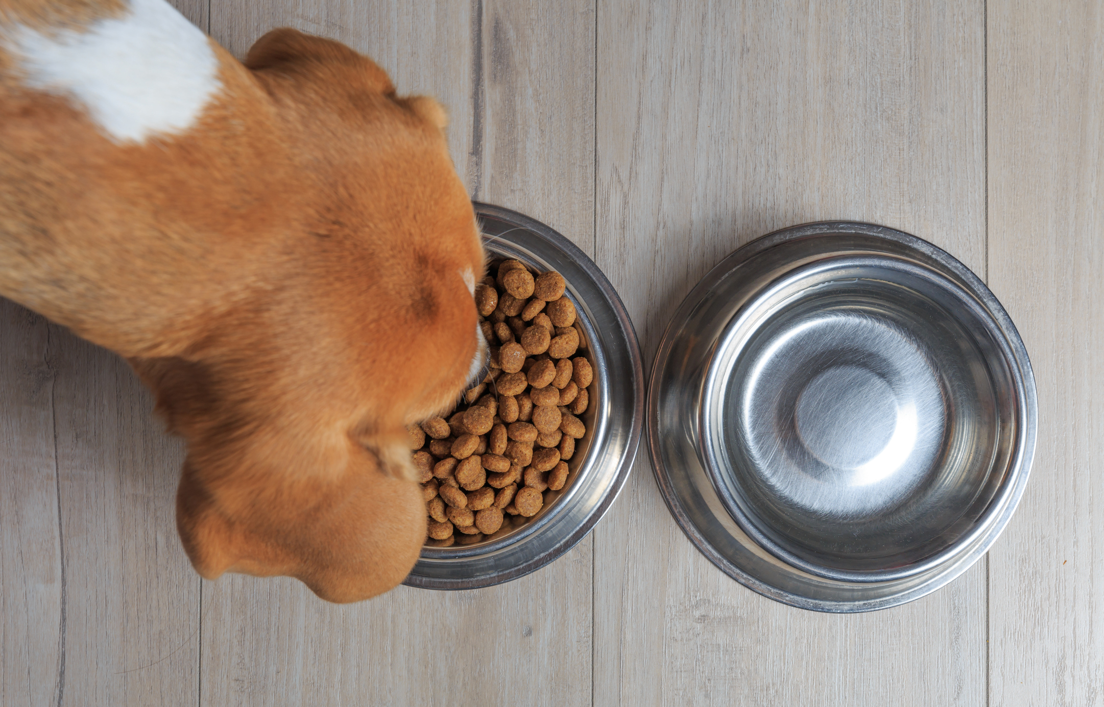 Un rappel d’aliments pour chiens déclenche un avertissement pour les propriétaires d’animaux