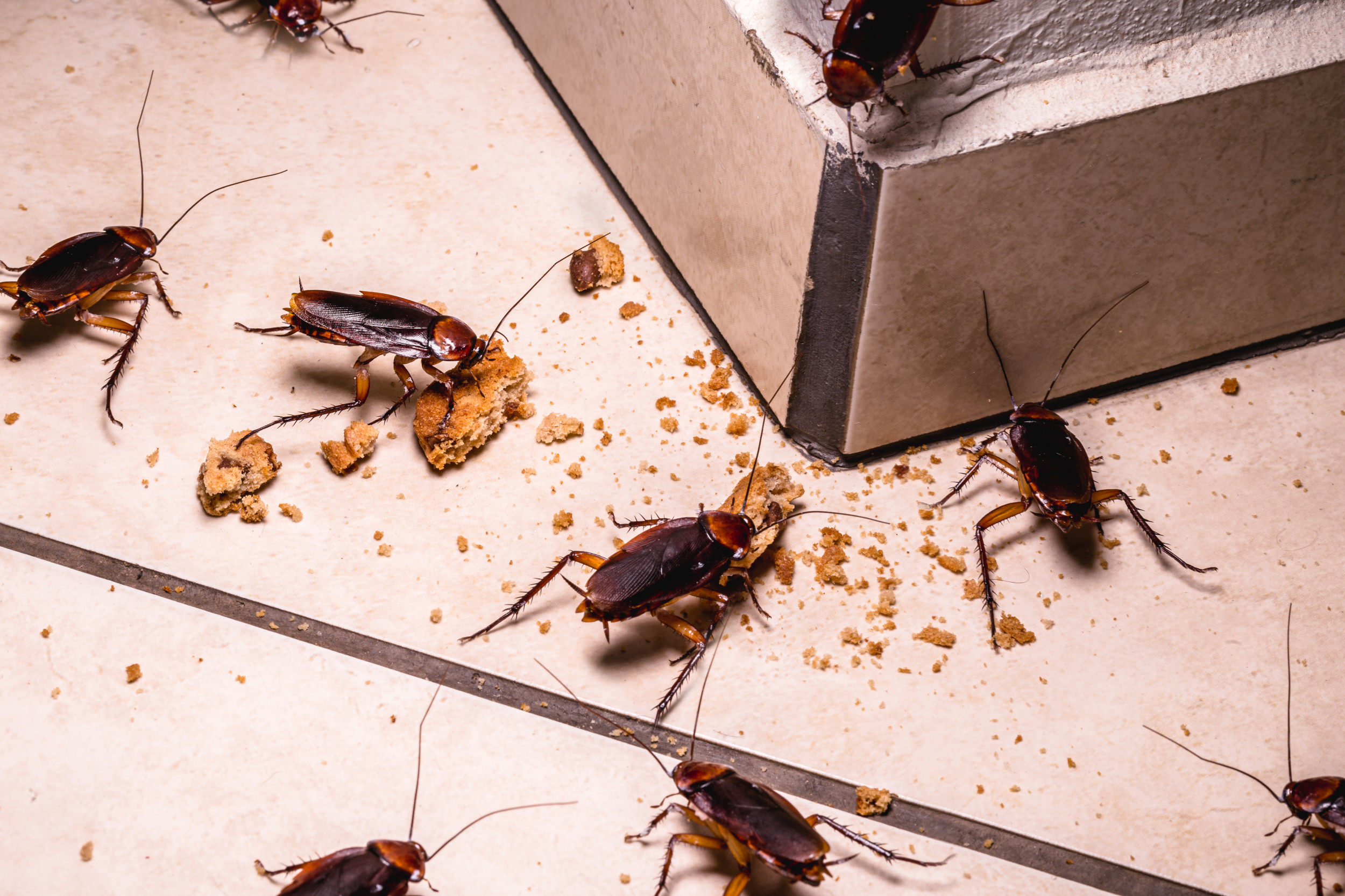 Scientists Reveal How Cockroaches Conquered the World ...Middle East