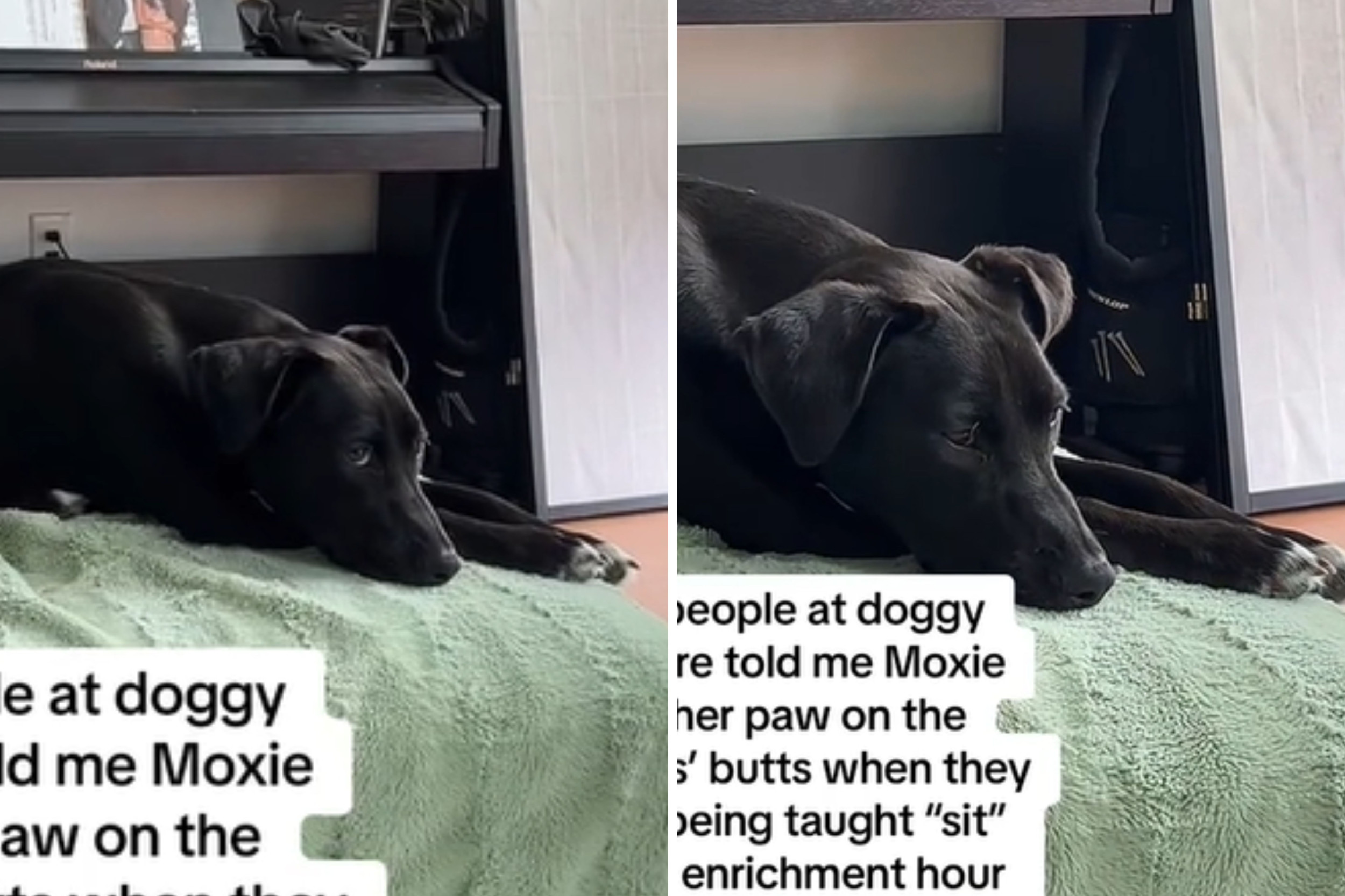 Owner Proudly Brags About Her Dog Who Assists Other Pups with ‘Sit’ Command at Day Care Owner Proudly Brags About Her Dog Who Assists Other Pups with ‘Sit’ Command at Day Care